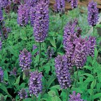 Nepeta Seeds