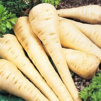 Parsnip Seeds