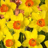 Red Devon Daffodil Bulbs
