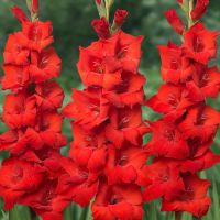 Gladioli Bulbs