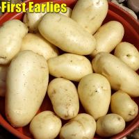 Seed Potatoes (Sharpes Express)