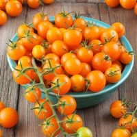 Tomato Seeds (Sungold)