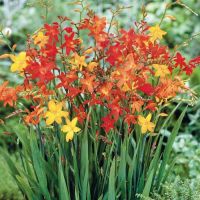 Montbretia