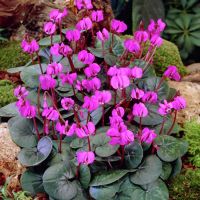 Cyclamen