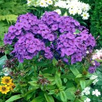 Phlox