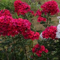 Red Phlox