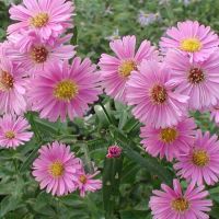 Asters