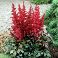 Astilbe