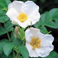 Wild Rose Hedging Plants