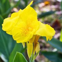 Canna Lily