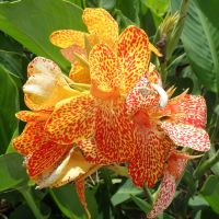 Canna Lily