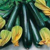 Courgette Seeds