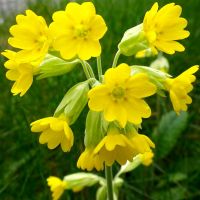 Cowslip Seeds