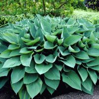 Hosta