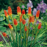 Kniphofia