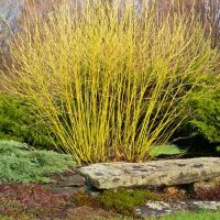Yellow Stemmed Dogwood Plants