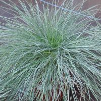 Festuca Grass Plants