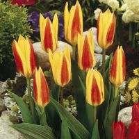 Dwarf Tulip Bulbs