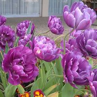 Double Tulip Bulbs