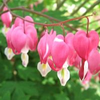 Dicentra Plant