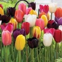 Mixed Tulip Bulbs