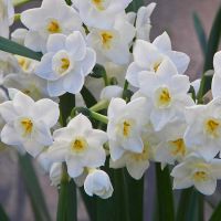 Daffodil Bulbs