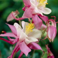 Potted Aquilegia Plants