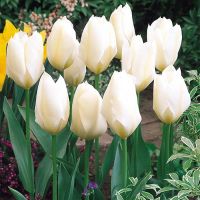 Tulip Bulbs