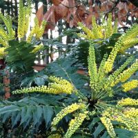 Mahonia Plant