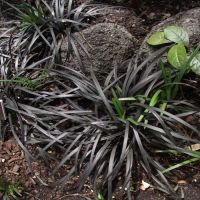 Ophiopogon Plant