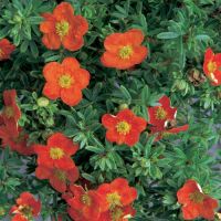 Potentilla Plants