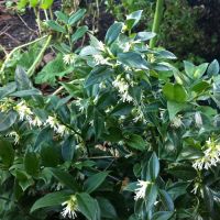 Sarcococca Plant