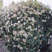 Viburnum Plant