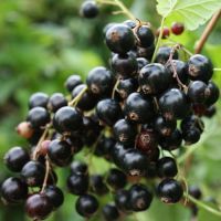 Blackcurrant Canes