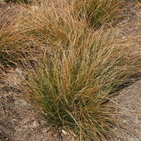 Carex Grass Plants