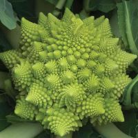 Cauliflower Seeds