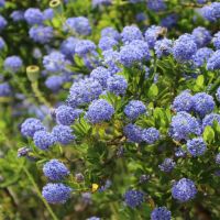 Ceanothus Plant