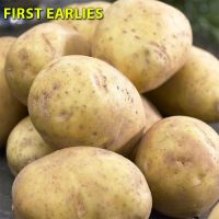 Seed Potatoes (Duke of York)
