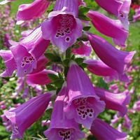 Foxglove Plants