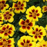 French Marigold Seeds