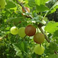 Gooseberry Canes