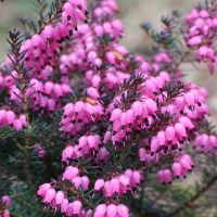 Heather Plant