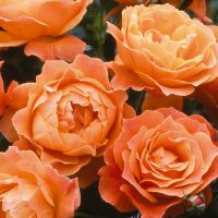 Peach Coloured Rose Plant