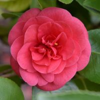 Pink Camellia Plant