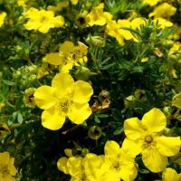 Potentilla Plant