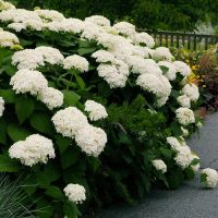 Potted Hydrangea Plant