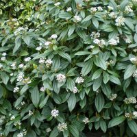 Viburnum Plant