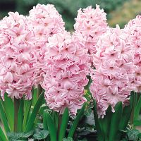 Hyacinth Bulbs