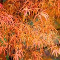 Japanese Acer Tree