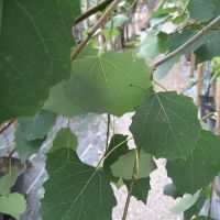 Aspen Tree